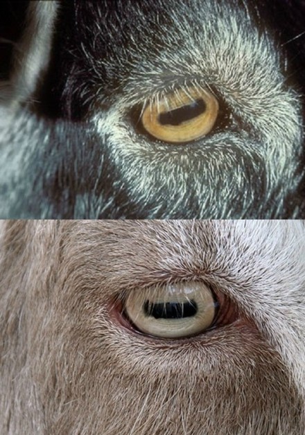 羊的瞳孔是长方形的，这使得它们拥有非常宽的视野，不需要扭头也看得到身后发生了什么，所以它们平时都是一副很淡定的样子。 其实就是仙人模式[战斗开始][挖鼻屎]
有理有据，无法反驳[吃惊]