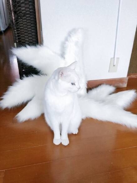 #动漫# 11区一位喜欢cos的妹子正制作九尾狐的尾巴道具，这时家里的喵