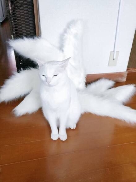 #动漫# 11区一位喜欢cos的妹子正制作九尾狐的尾巴道具，这时家里的喵