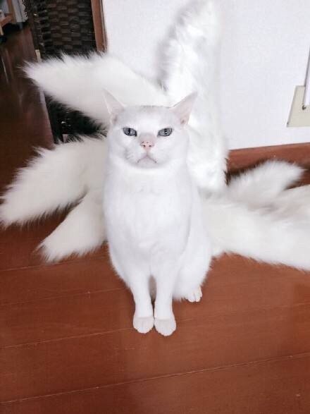 #动漫# 11区一位喜欢cos的妹子正制作九尾狐的尾巴道具，这时家里的喵