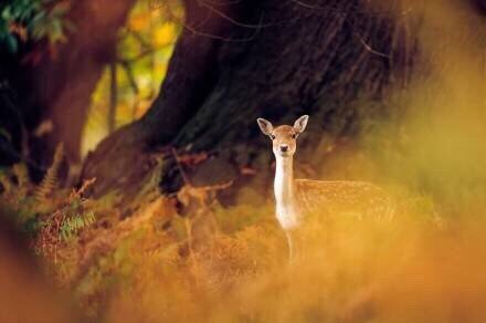 那些阳光下温暖的金色，总是那么的迷人，让人黯然神伤[悲伤]