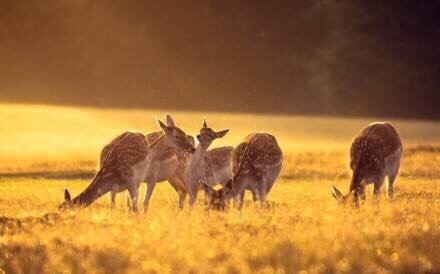 那些阳光下温暖的金色，总是那么的迷人，让人黯然神伤[悲伤]