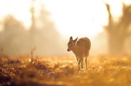 那些阳光下温暖的金色，总是那么的迷人，让人黯然神伤[悲伤]