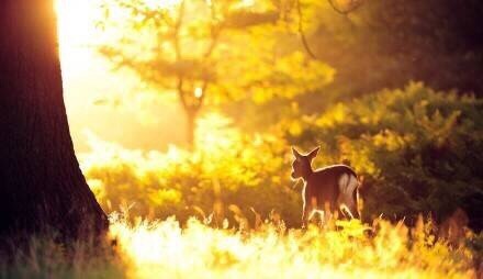 那些阳光下温暖的金色，总是那么的迷人，让人黯然神伤[悲伤]