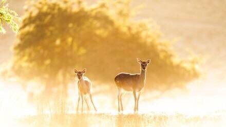 那些阳光下温暖的金色，总是那么的迷人，让人黯然神伤[悲伤]