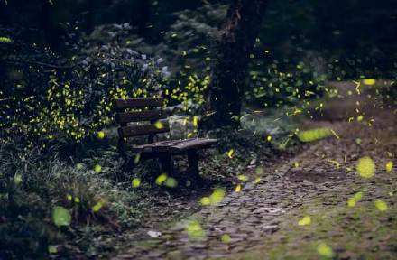 那年夏天，萤火虫在暗夜，知了在远处，你在远方。[悲伤]