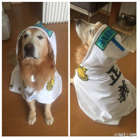 汪星人：“大家觉得我这个cosplay如何？”[哈哈]