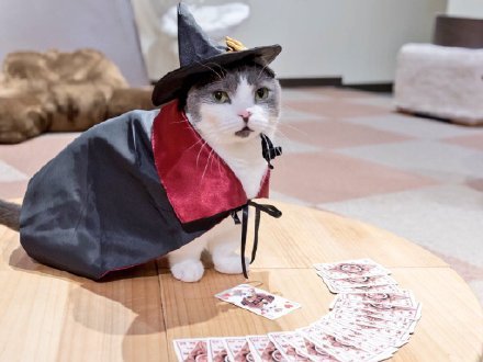 日本埼玉县咖啡店的猫员们，各种造型萌死了[害羞][可怜]