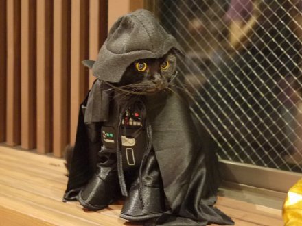 日本埼玉县咖啡店的猫员们，各种造型萌死了[害羞][可怜]