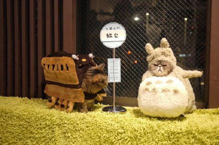 日本埼玉县咖啡店的猫员们，各种造型萌死了[害羞][可怜]