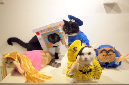 日本埼玉县咖啡店的猫员们，各种造型萌死了[害羞][可怜]