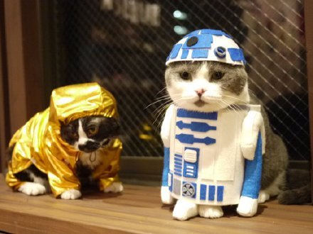 日本埼玉县咖啡店的猫员们，各种造型萌死了[害羞][可怜]