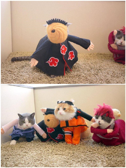 日本埼玉县咖啡店的猫员们，各种造型萌死了[害羞][可怜]