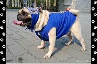 噗，一组爆笑的火影忍者Cosplay[晕]，也是醉了