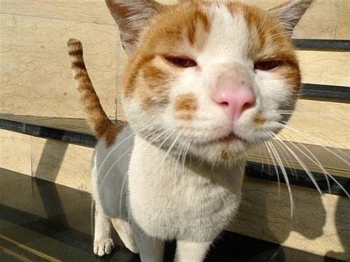 @liuya 喵了个咪的太可爱了丫,萌死人不偿命[嘻嘻]