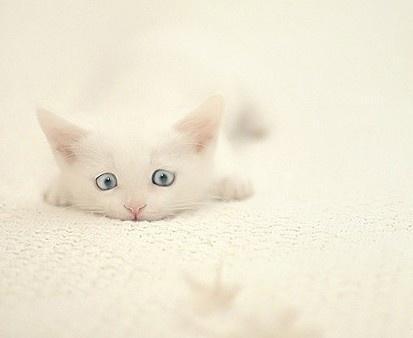 @liuya 喵了个咪的太可爱了丫,萌死人不偿命[嘻嘻]