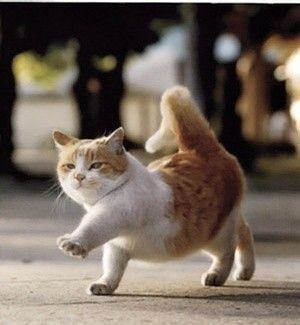 @liuya 喵了个咪的太可爱了丫,萌死人不偿命[嘻嘻]