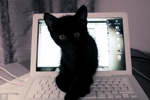 @liuya 喵了个咪的太可爱了丫,萌死人不偿命[嘻嘻]