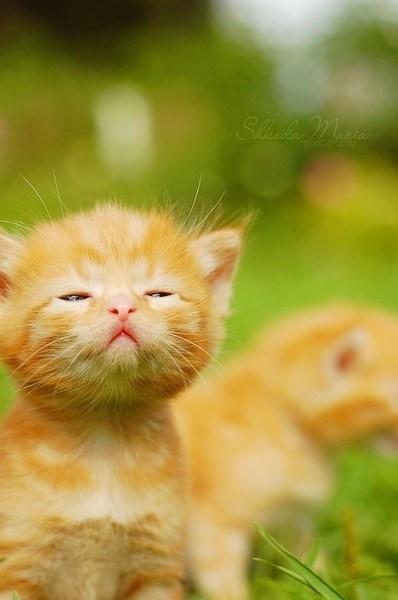 @liuya 喵了个咪的太可爱了丫,萌死人不偿命[嘻嘻]