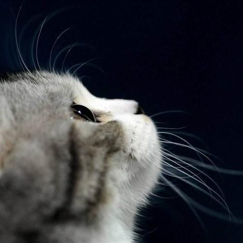 @liuya 喵了个咪的太可爱了丫,萌死人不偿命[嘻嘻]