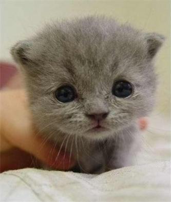 @liuya 喵了个咪的太可爱了丫,萌死人不偿命[嘻嘻]