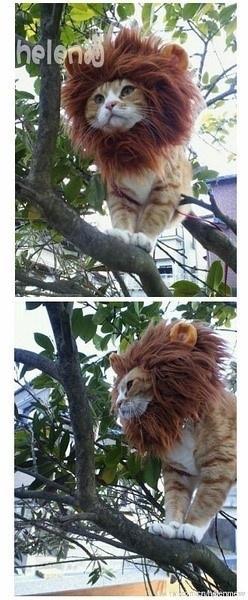 @liuya 喵了个咪的太可爱了丫,萌死人不偿命[嘻嘻]