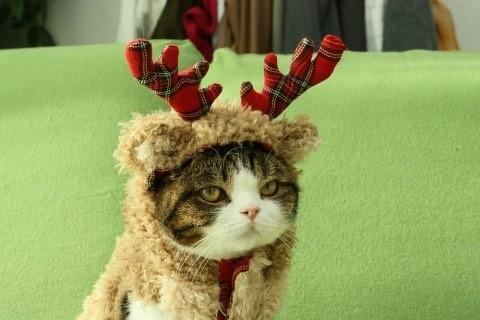 @liuya 喵了个咪的太可爱了丫,萌死人不偿命[嘻嘻]