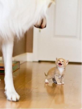 @liuya 喵了个咪的太可爱了丫,萌死人不偿命[嘻嘻]