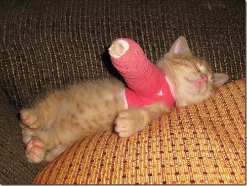 @liuya 喵了个咪的太可爱了丫,萌死人不偿命[嘻嘻]