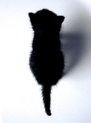 @liuya 喵了个咪的太可爱了丫,萌死人不偿命[嘻嘻]