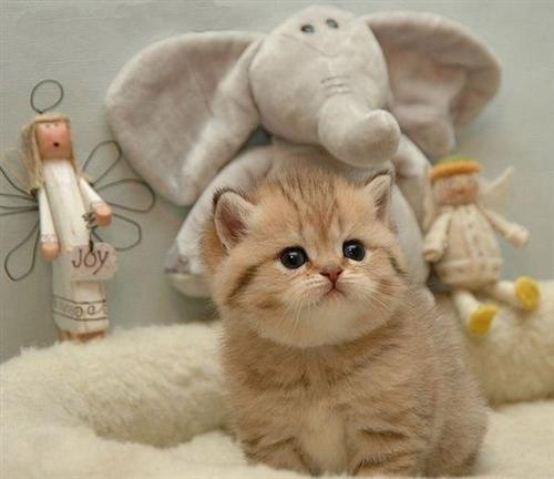 @liuya 喵了个咪的太可爱了丫,萌死人不偿命[嘻嘻]