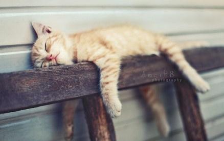 @liuya 喵了个咪的太可爱了丫,萌死人不偿命[嘻嘻]