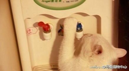 @liuya 喵了个咪的太可爱了丫,萌死人不偿命[嘻嘻]