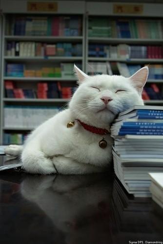 @liuya 喵了个咪的太可爱了丫,萌死人不偿命[嘻嘻]