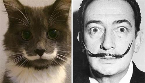 喵星人的逗比Cosplay! 难道它们早已占领了世界？[晕]