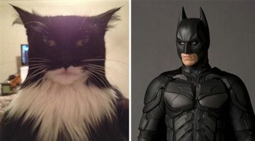 喵星人的逗比Cosplay! 难道它们早已占领了世界？[晕]