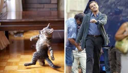 喵星人的逗比Cosplay! 难道它们早已占领了世界？[晕]