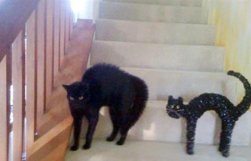 喵星人的逗比Cosplay! 难道它们早已占领了世界？[晕]