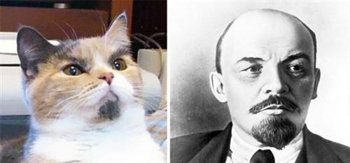 喵星人的逗比Cosplay! 难道它们早已占领了世界？[晕]