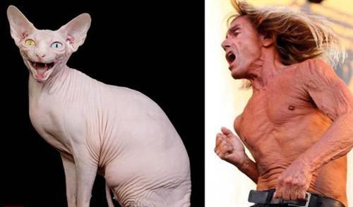 喵星人的逗比Cosplay! 难道它们早已占领了世界？[晕]