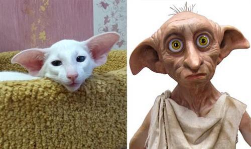 喵星人的逗比Cosplay! 难道它们早已占领了世界？[晕]