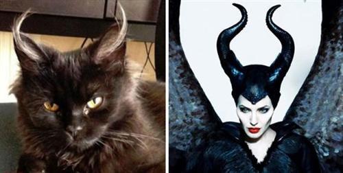 喵星人的逗比Cosplay! 难道它们早已占领了世界？[晕]