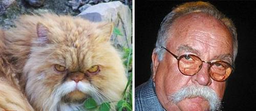 喵星人的逗比Cosplay! 难道它们早已占领了世界？[晕]