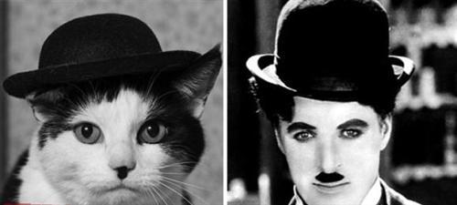 喵星人的逗比Cosplay! 难道它们早已占领了世界？[晕]