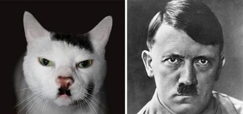 喵星人的逗比Cosplay! 难道它们早已占领了世界？[晕]