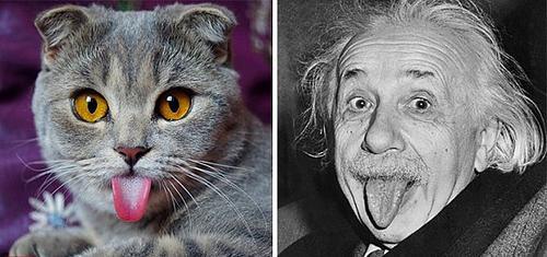 喵星人的逗比Cosplay! 难道它们早已占领了世界？[晕]