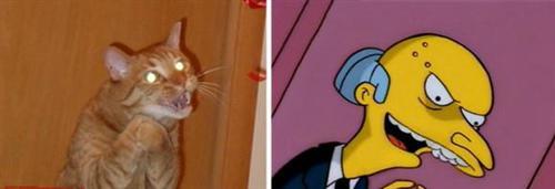 喵星人的逗比Cosplay! 难道它们早已占领了世界？[晕]