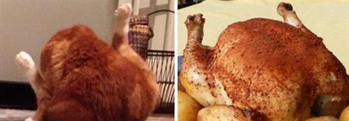 喵星人的逗比Cosplay! 难道它们早已占领了世界？[晕]