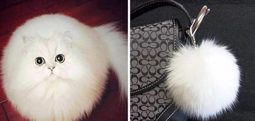 喵星人的逗比Cosplay! 难道它们早已占领了世界？[晕]