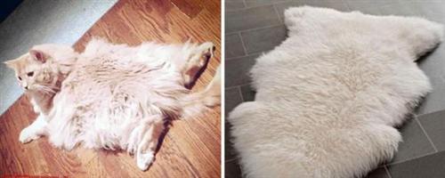 喵星人的逗比Cosplay! 难道它们早已占领了世界？[晕]